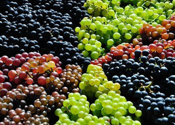 ws_Grape_Harvest_1680x1050.jpg