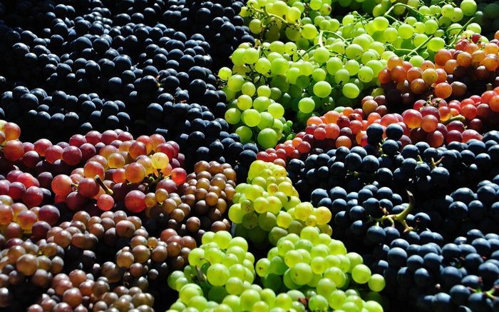 ws_Grape_Harvest_1680x1050.jpg